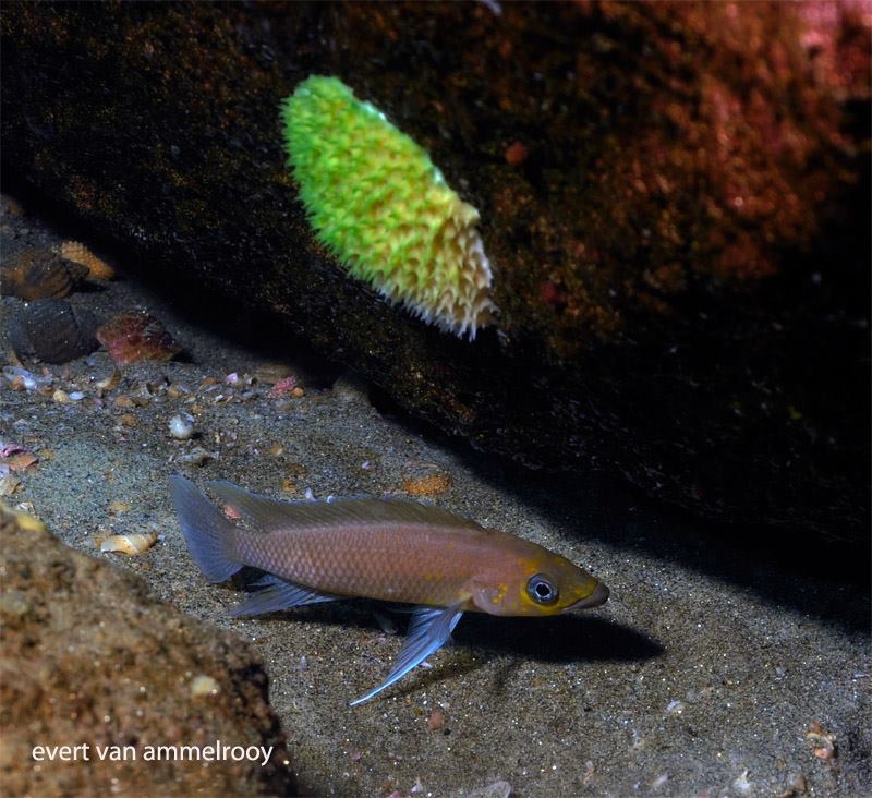 Neolamprologus longior 'Mahale Mountains NP'